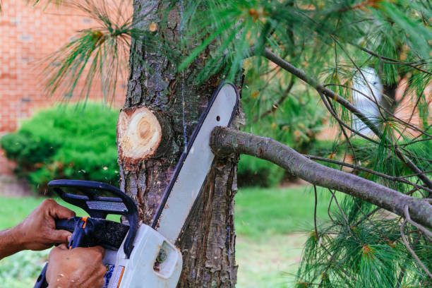 How Our Tree Care Process Works  in Milton, PA